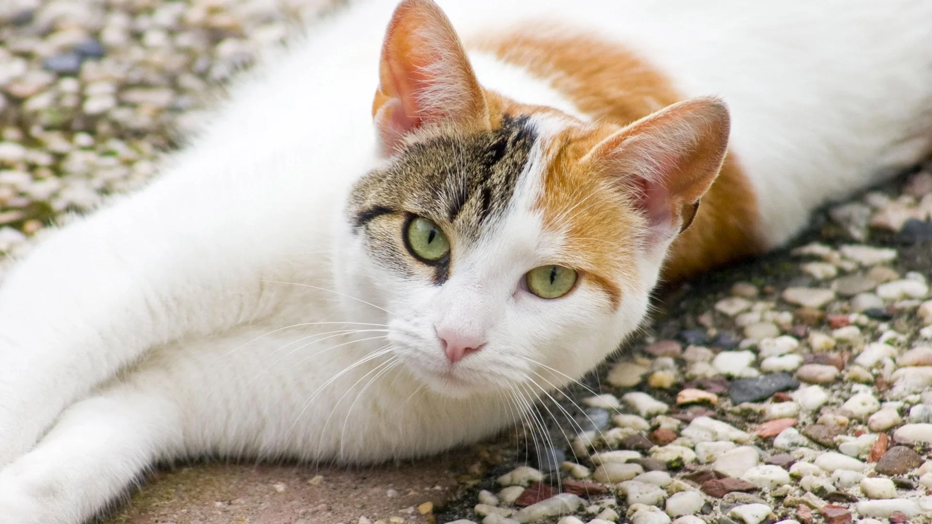 小猫小狗名字大全公母
